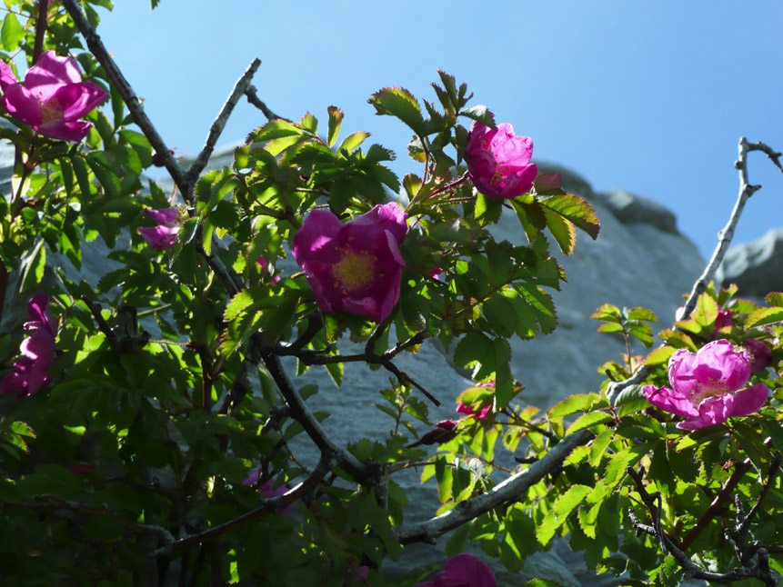 Rosa pendulina / Rosa alpina